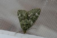 Chloroclysta siterata