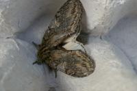 Peridea anceps
