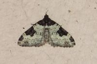 Xanthorhoe fluctuata