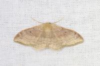 Idaea degeneraria