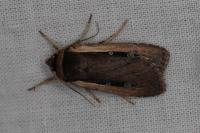 Ochropleura leucogaster