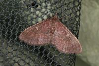 Nycterosea obstipata