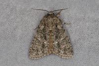 Acronicta rumicis