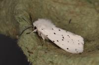 Spilosoma lubricipeda