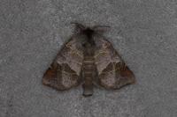 Clostera pigra