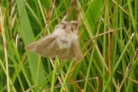 Leucania comma