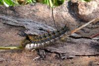 Euthrix potatoria