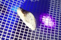 Cilix glaucata