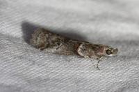 Acrobasis obliqua