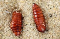 Mythimna litoralis