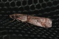 Acrobasis obliqua