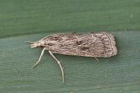 Chilo pulverosellus