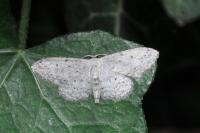 Idaea seriata