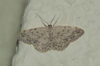 Scopula marginepunctata