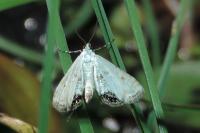 Cataclysta lemnata