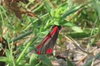 Tyria jacobaeae