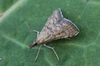 Hyperlais nemausalis