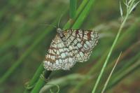 Chiasmia clathrata