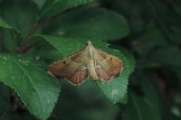Endotricha flammealis