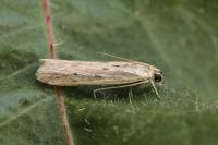 Homoeosoma nebulellum