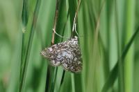 Elophila nymphaeata