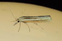 Agriphila tristella