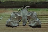 Laothoe populi