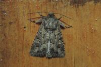 Luperina testacea