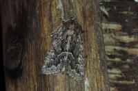 Thalpophila matura