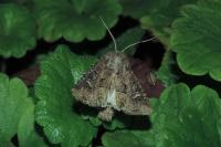 Luperina testacea