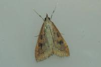 Udea ferrugalis