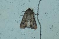 Luperina testacea