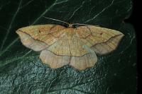 Epione repandaria