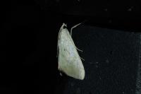 Evergestis extimalis