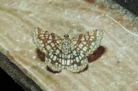 Chiasmia clathrata