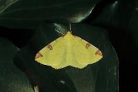Opisthograptis luteolata