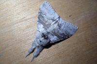 Calliteara pudibunda