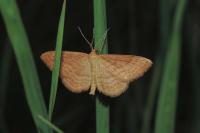 Idaea ochrata