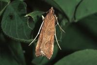Nomophila noctuella