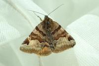 Euclidia glyphica