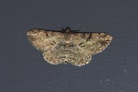 Peribatodes rhomboidaria rhomboidaria