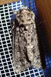 Acronicta rumicis