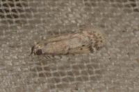 Ephestia woodiella