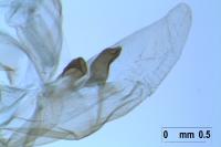 Rhyacia simulans