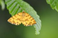 Pseudopanthera macularia