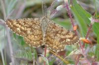 Ematurga atomaria