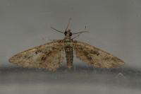 Eupithecia dodoneata