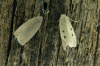 Chilodes maritima