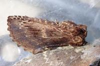 Ptilodon capucina
