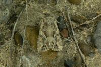 Lacanobia blenna